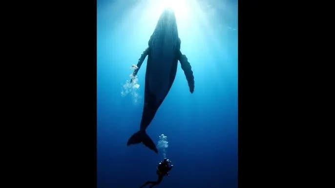 原罪qvod - 深蓝星球：探索海洋深处的未知世界